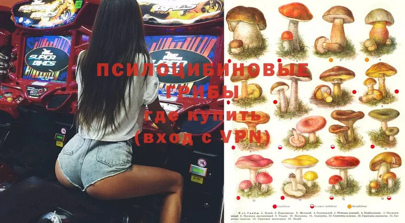 Псилоцибиновые грибы Psilocybe  гидра   Зима 