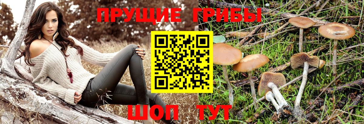 Псилоцибиновые грибы Psilocybine cubensis Зима